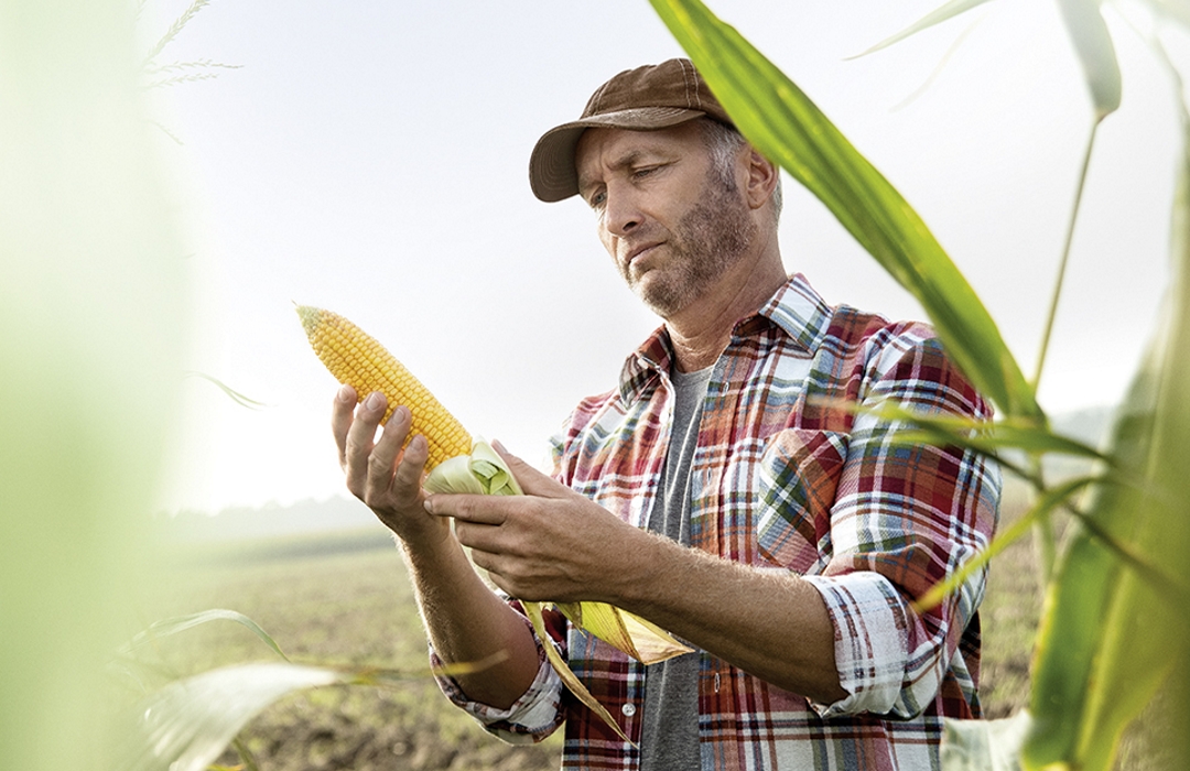 Portrait of farmer controlling corn cob in a maizefield