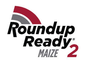 roundup ready maize 2