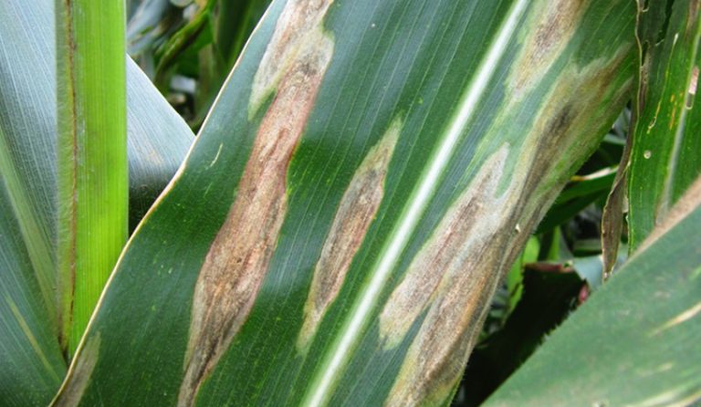 Protect the Powerhouse of your crop with Zantara® 