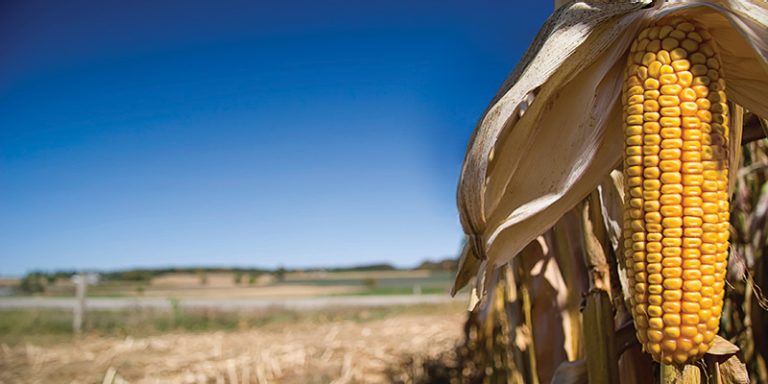 ABNORMAL DEVELOPMENT OF MAIZE EARS