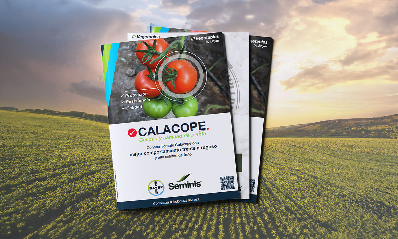 tomate-nuevo-marmande-de-seminis