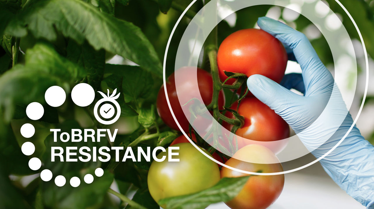 Centro de Conocimiento sobre ToBRFV