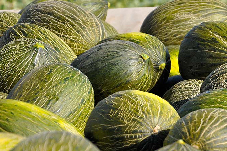 melones-seminis