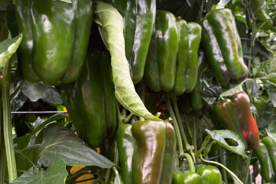 pimiento-lamuyo-bultaco