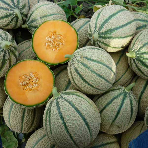 melones-seminis
