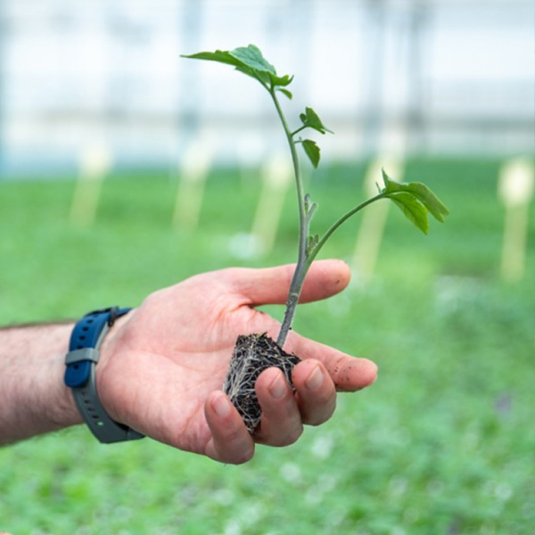 portainjertos-deruiter