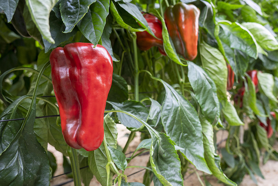 pimiento-lamuyo-barreiros