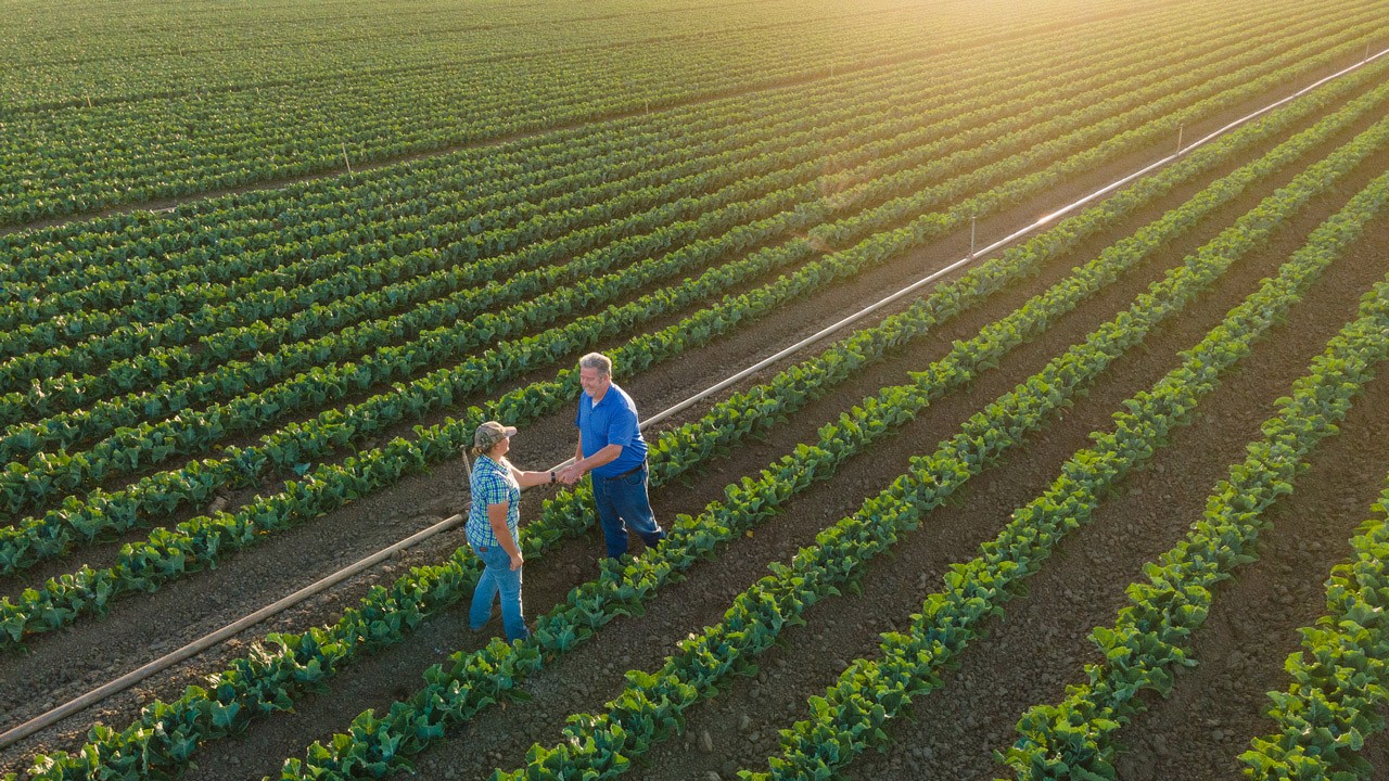 Experts in field - Bayer Vegetables
