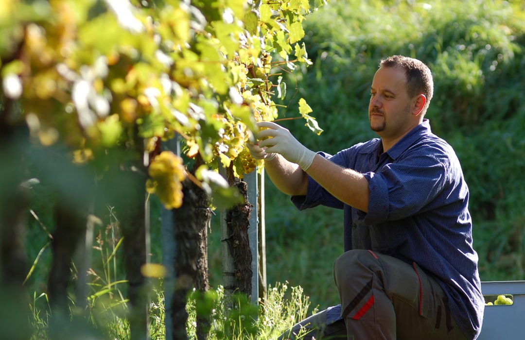 Young vintner is harvesting white grape in the wineyard by sunny weather
