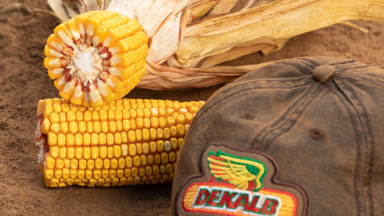 dekalb cultivars and technology