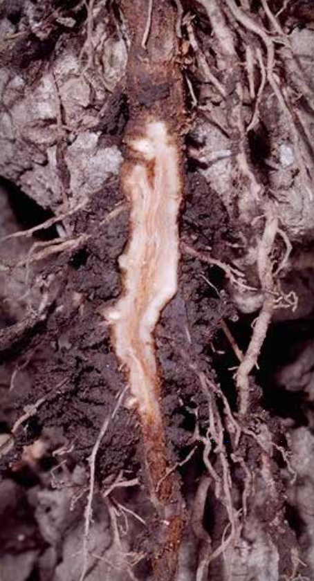 Root lesion with vascular discoloration.