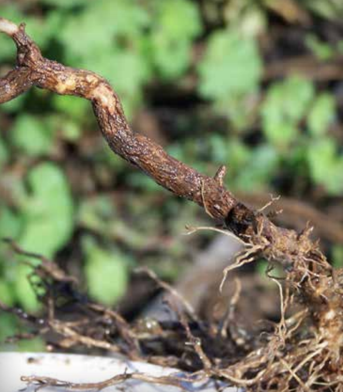 Coalesced root lesions on root.