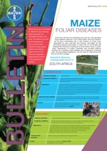 Maize - Foliar Diseases