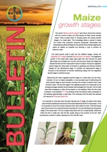 Maize - Growth Stages