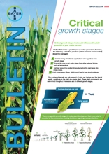 Maize - Critical Growth Stages