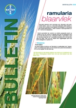 Ramularia blaarvlek