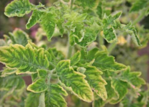 TYLCV: chloroza i zniekształcenie liści (Autor: of Bill Wintermantel, U.S. Department of Agriculture, Agricultural Research Service)