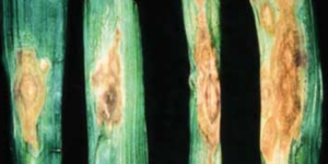 Dark brown to black sporulation on leaves.