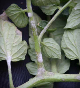 Oidium neolycopersici: leaves of susceptible (left) and intermediate-resistant (right) plants.