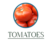 tomatoes