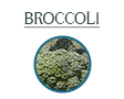 broccoli