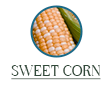 sweet corn