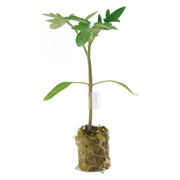 Rootstock
