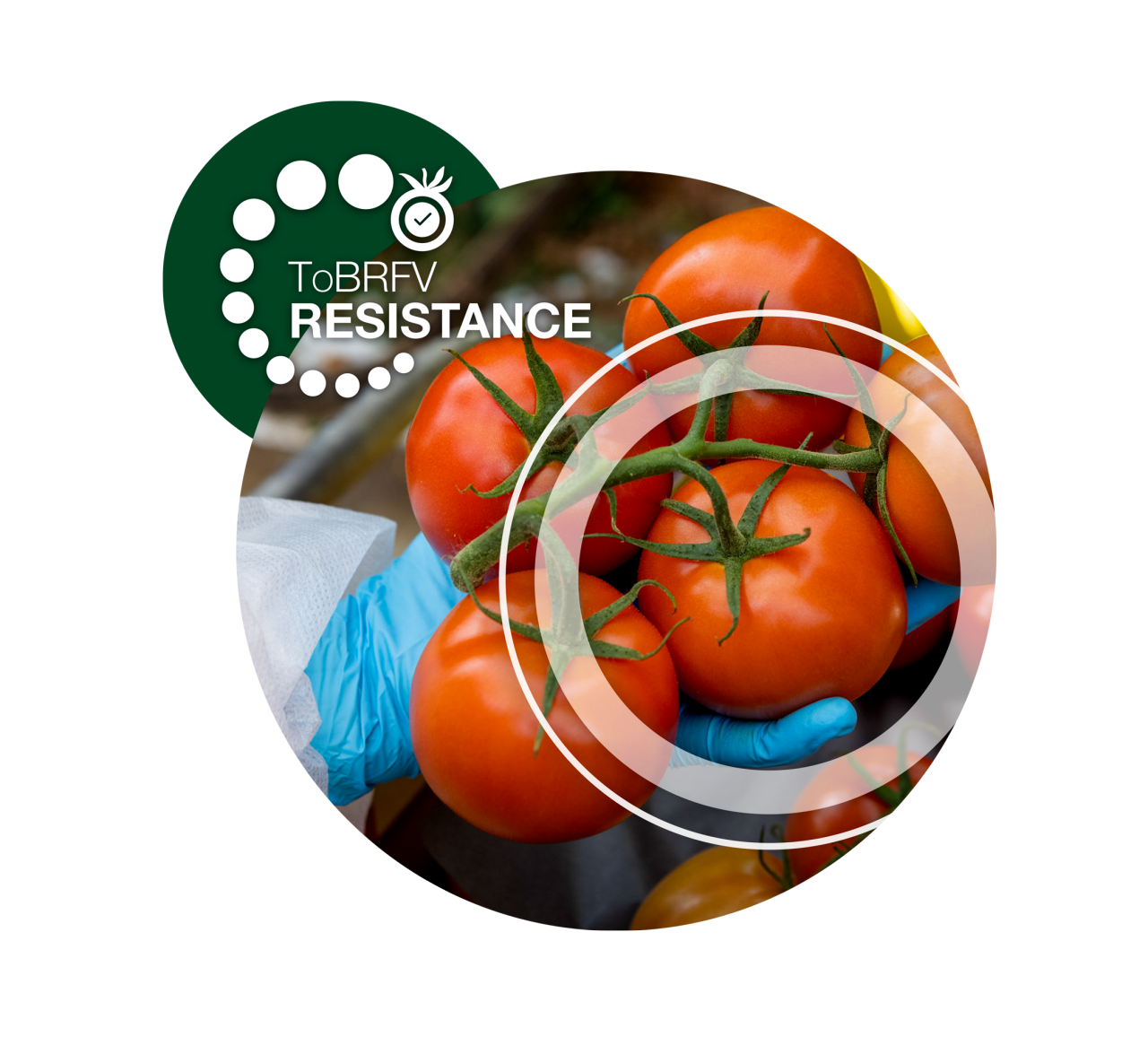 grower holding bunch of tomatoes on a vine with ToBRFV Resistance tag