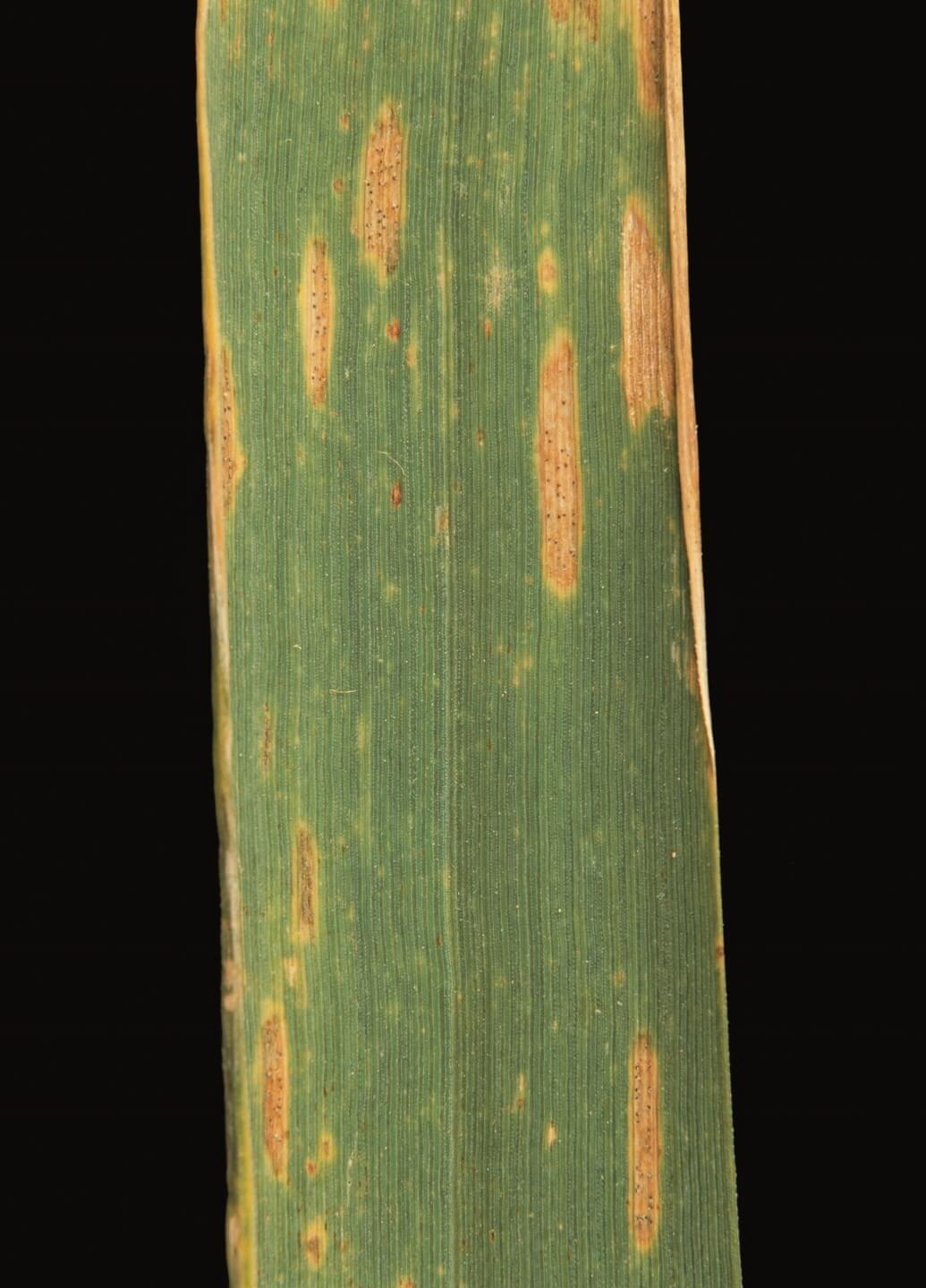 Bayer Crop Science Looking back at 2020
