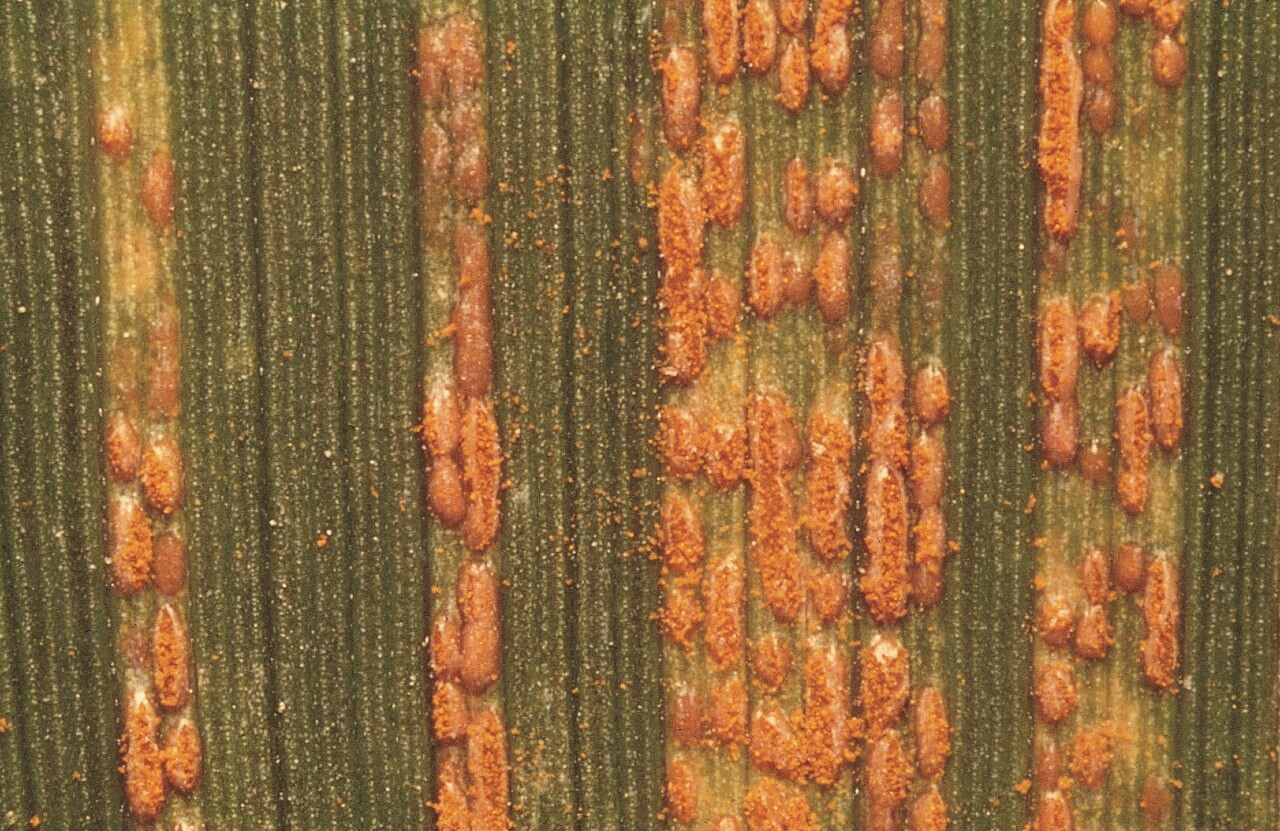 Bayer Crop Science Looking back at 2020