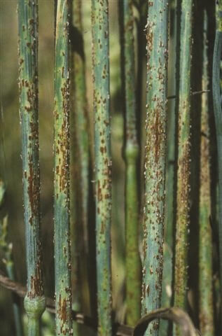 Bayer Crop Science Looking back at 2020