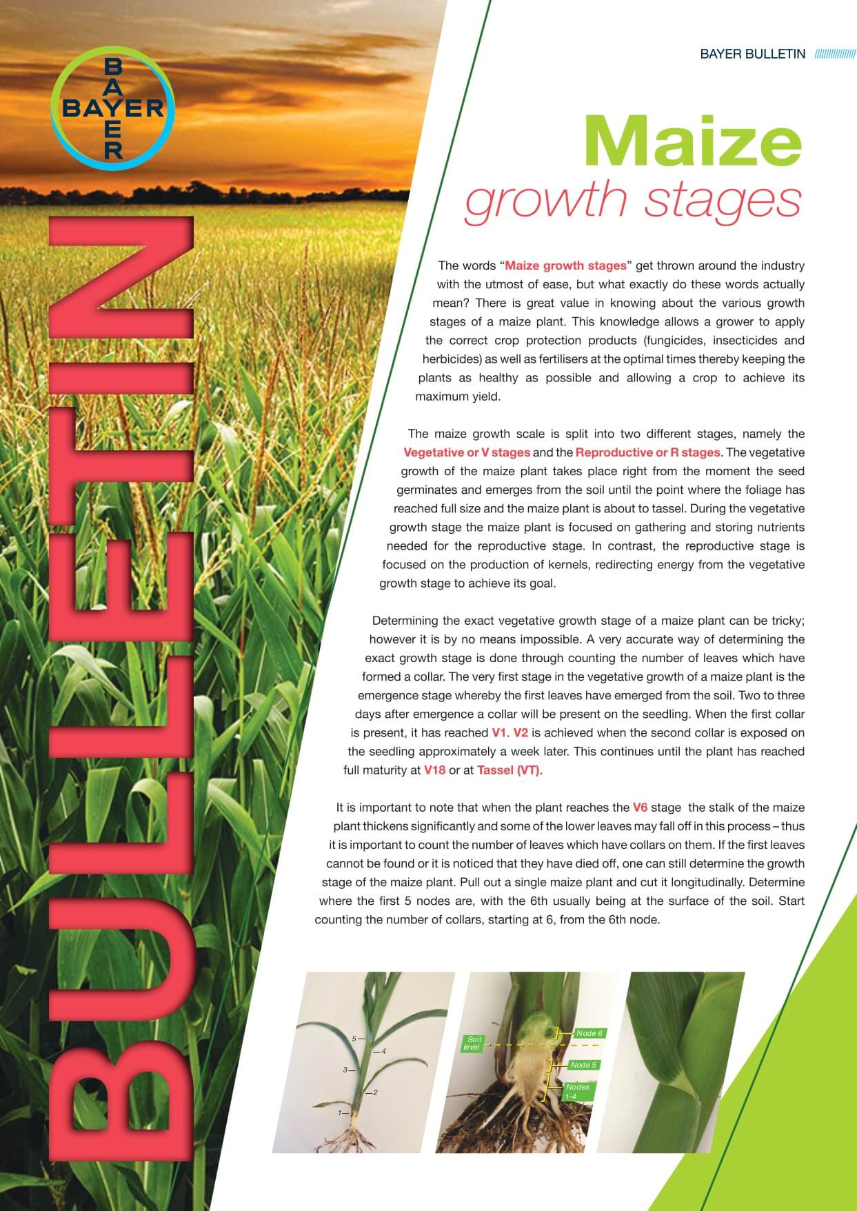 Maize - Growth Stages
