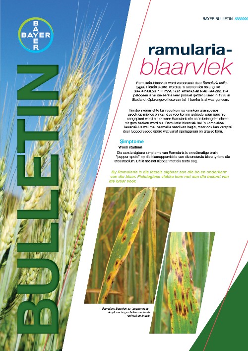 Ramularia blaarvlek