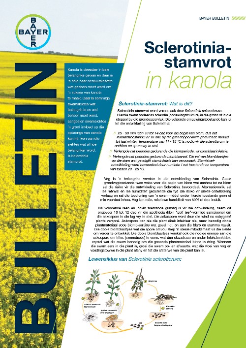 Ramularia blaarvlek