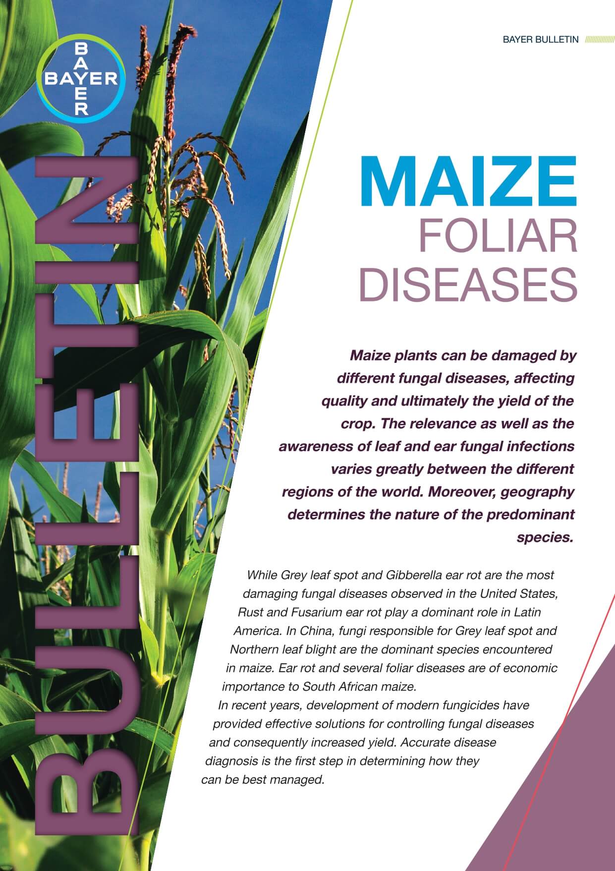 Maize - Foliar Diseases