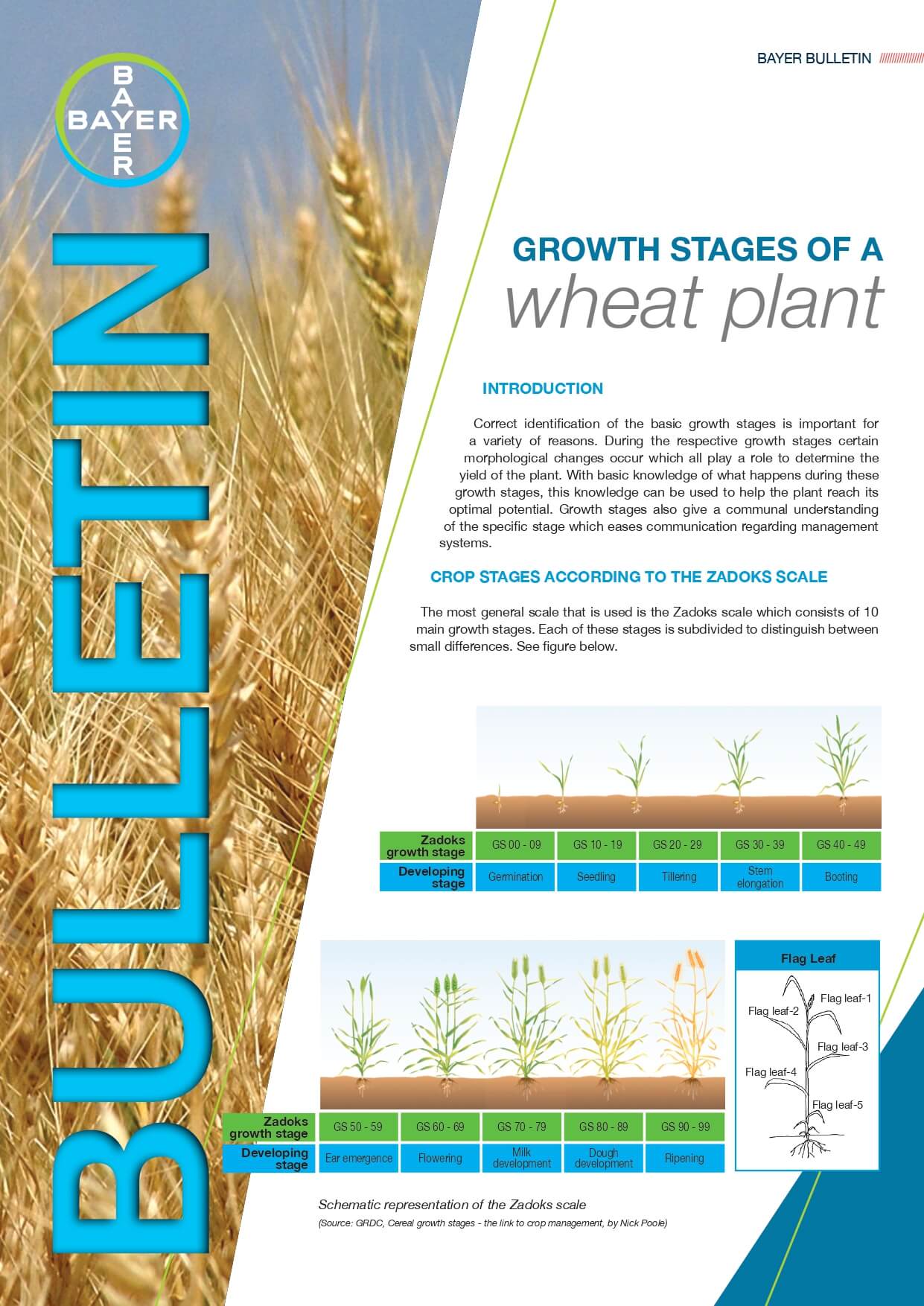Growth stages of a wheat plant
