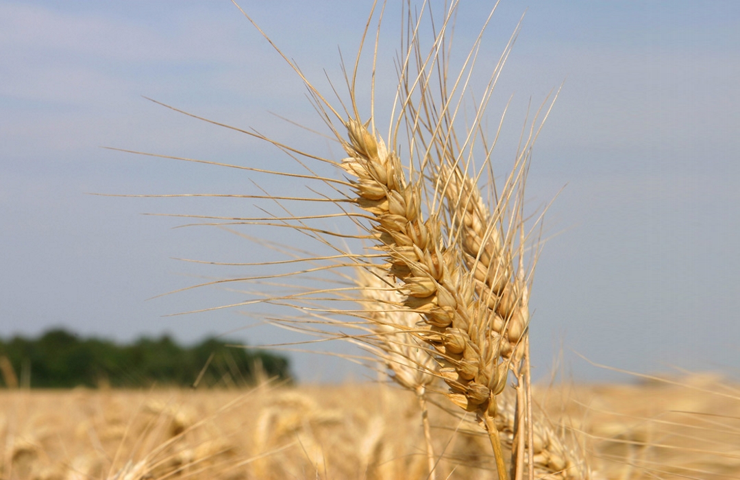 barley crop