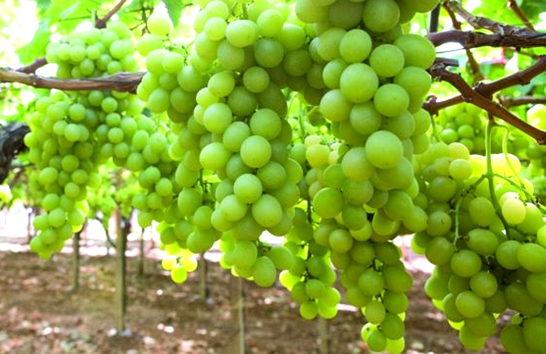 citrus crop
