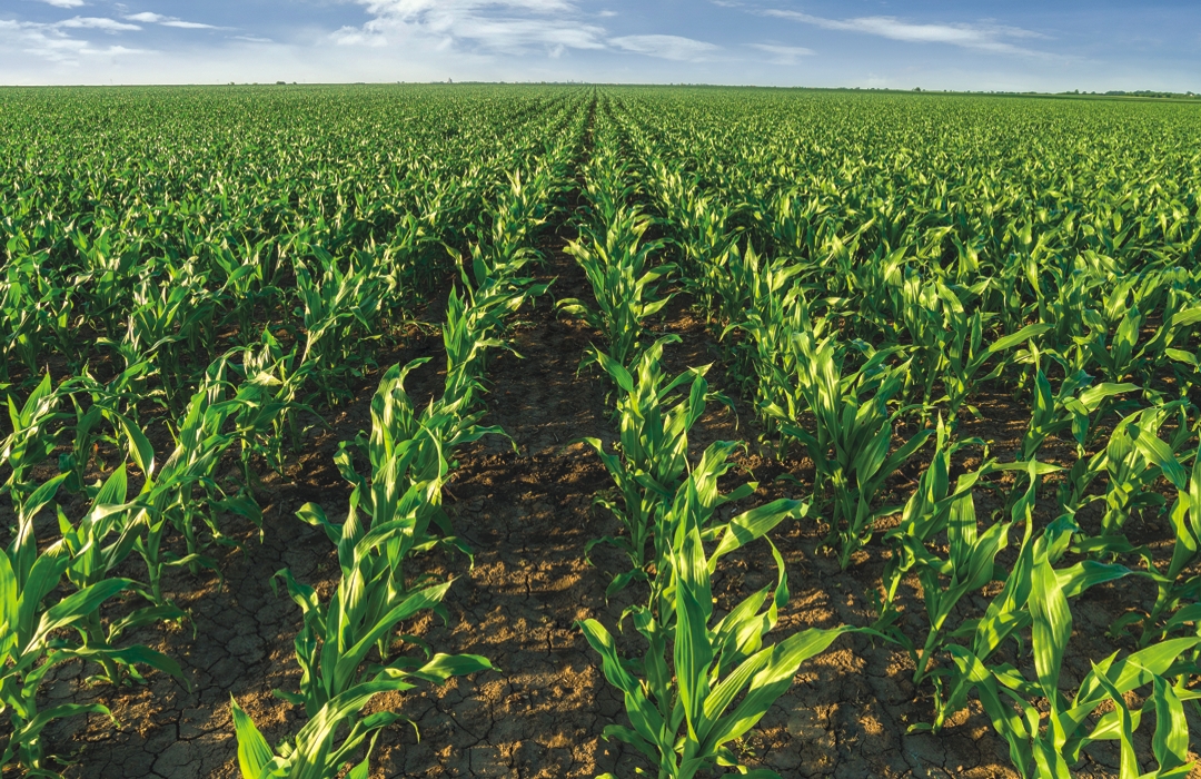 maize crop