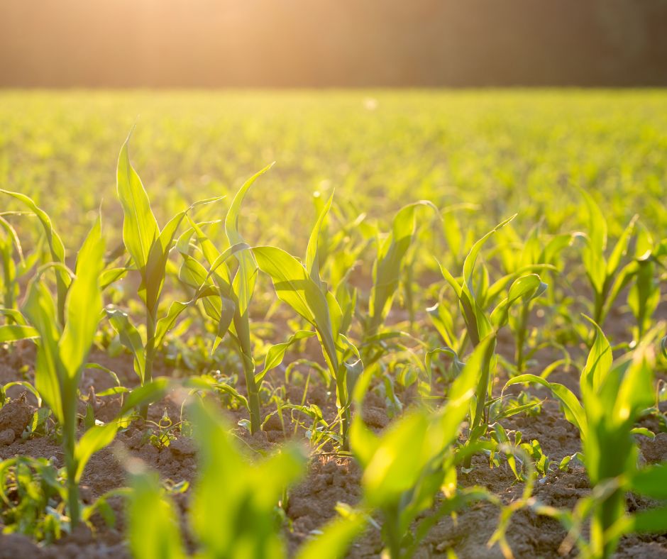 Bayer Crop Science Looking back at 2020