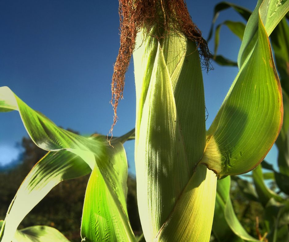 Bayer Crop Science Looking back at 2020