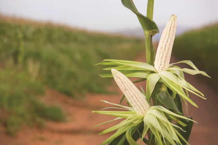 Bayer Crop Science Plant Population